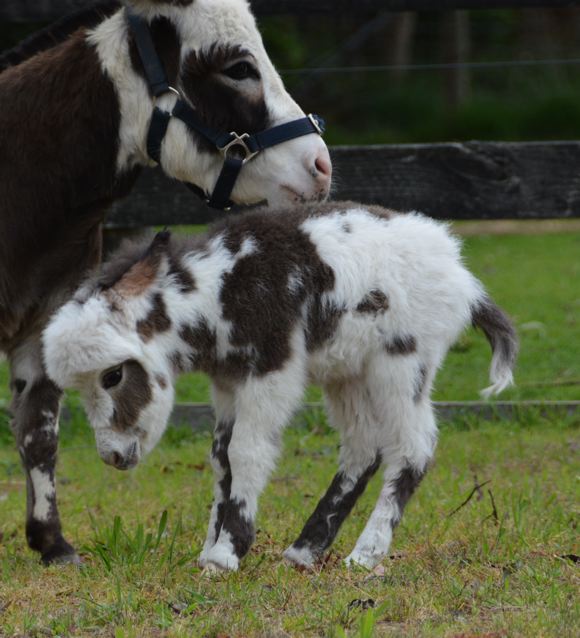 Poplargrove_Picture_Perfect_black_And_White_spotted_filly_foal_photo_bucking_RHSjpg